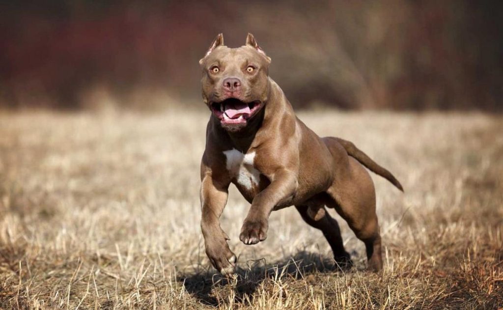 Attaque choquante de cinq pitbulls sur un neurochirurgien à Potrerillos : un drame animalier inquiétant