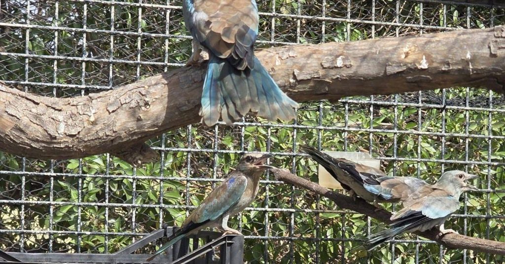Efforts de conservation dans le désert de Tabernas : un modèle de récupération écologique en Andalousie