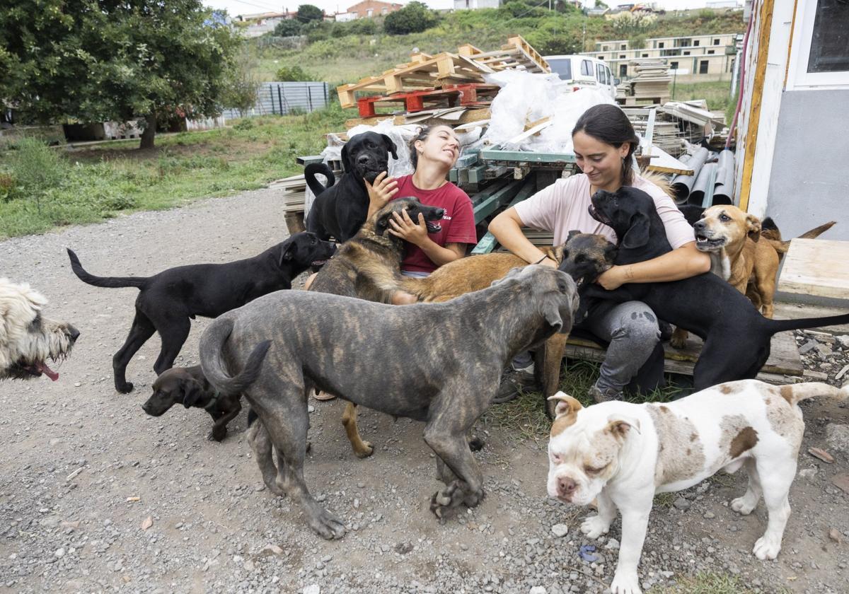cuatro perros atados a un arbol en Cantabria 1 - plare.