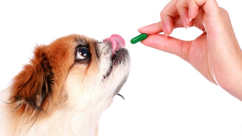 dar pastilla a un perro - plare.