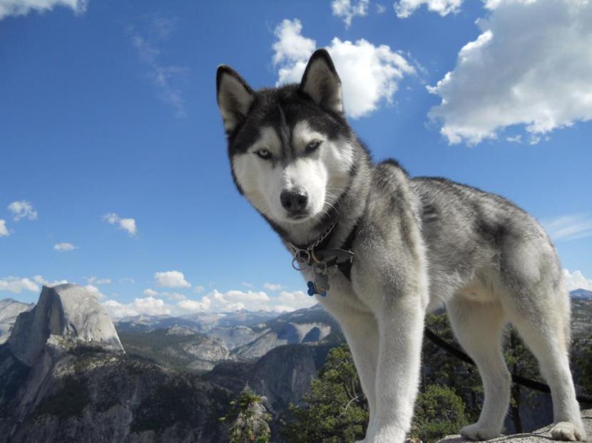husky siberiano - plare.
