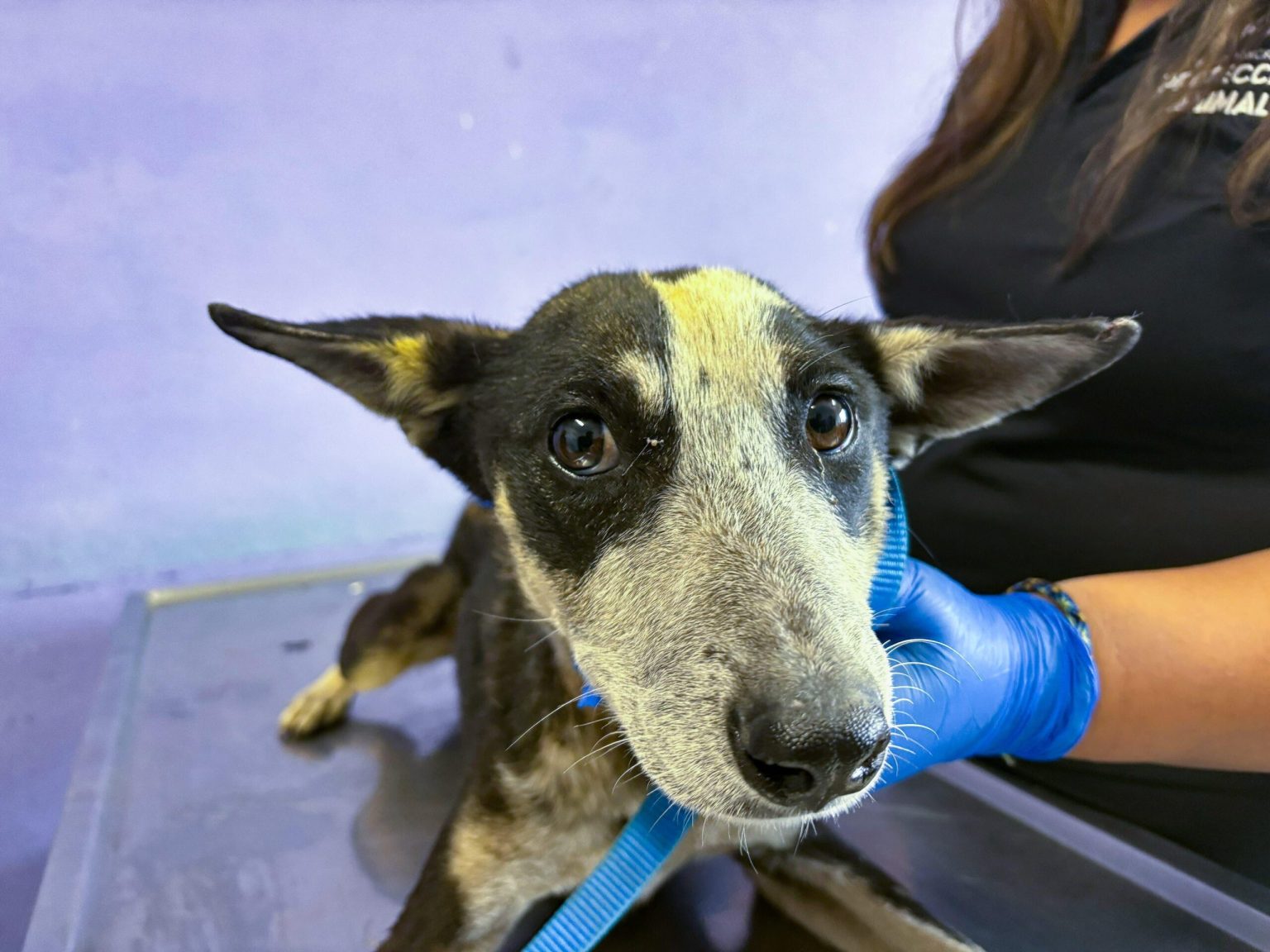 Maltraitance animale : enquêtes sur 17 chiens dans une ferme de Güéjar Sierra