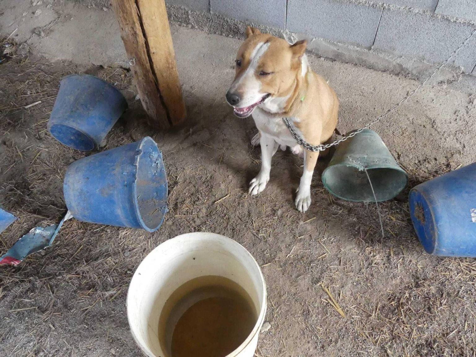 Enquête sur maltraitance animale à Güéjar Sierra après le sauvetage de 27 animaux victimes