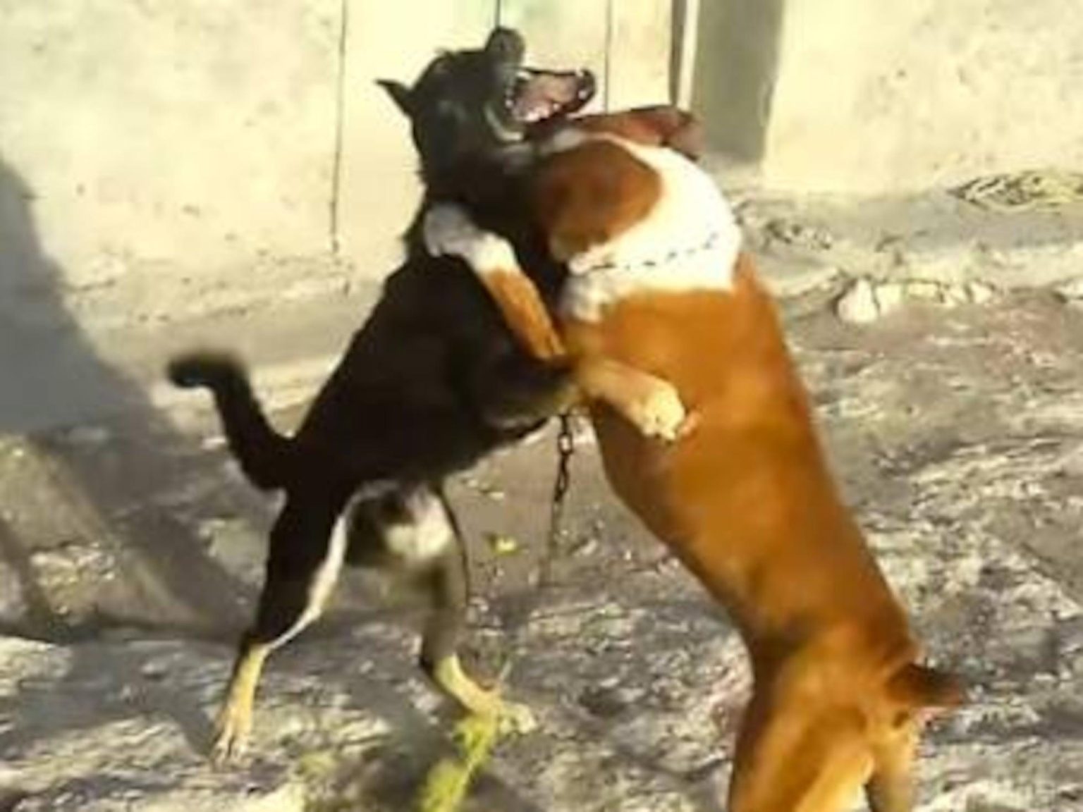 « Les secrets de la plus grande réseau de combats de chiens aux États-Unis »