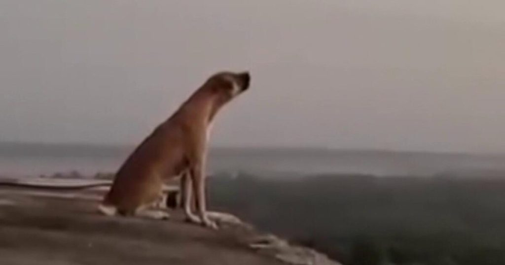 El perro que conquistó la pirámide de Kukulkán : une aventure canine au cœur du Yucatán