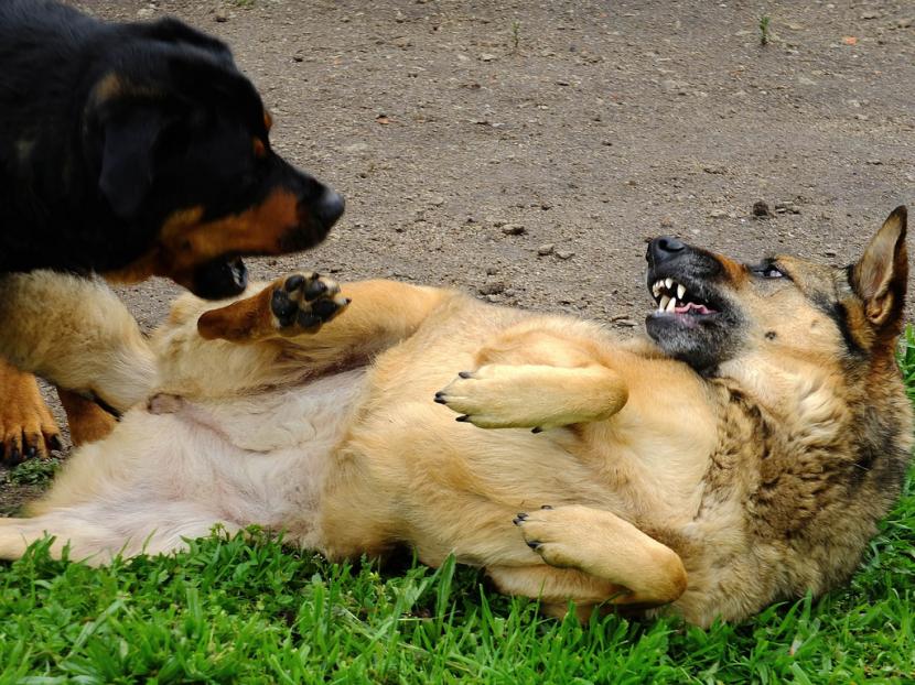 perros peleando - plare.