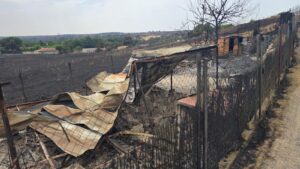protocolo de rescate animal en incendios de Tres Cantos - plare.