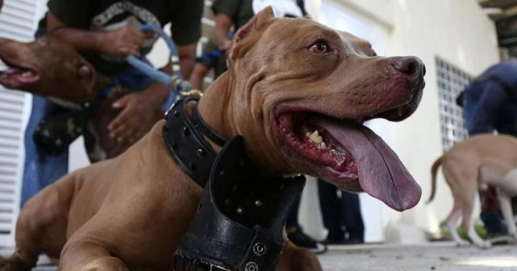 Salta met en place une loi pour encadrer la possession de chiens considérés comme dangereux