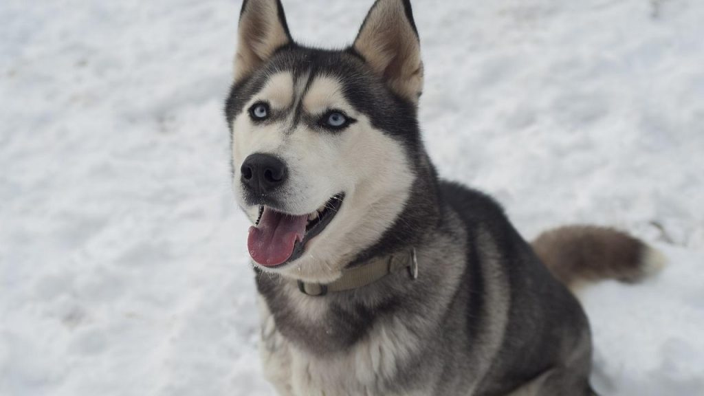 Obésité en Espagne : ses origines et son impact sur la santé publique