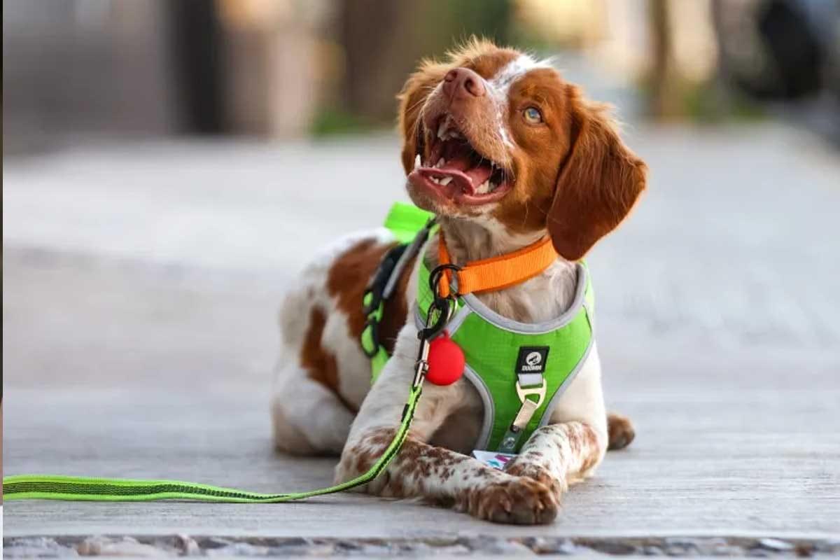 Perro especializado en detección de fugas