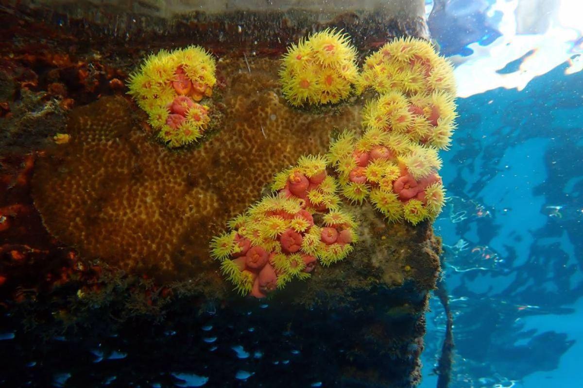 Coral naranja en Canarias