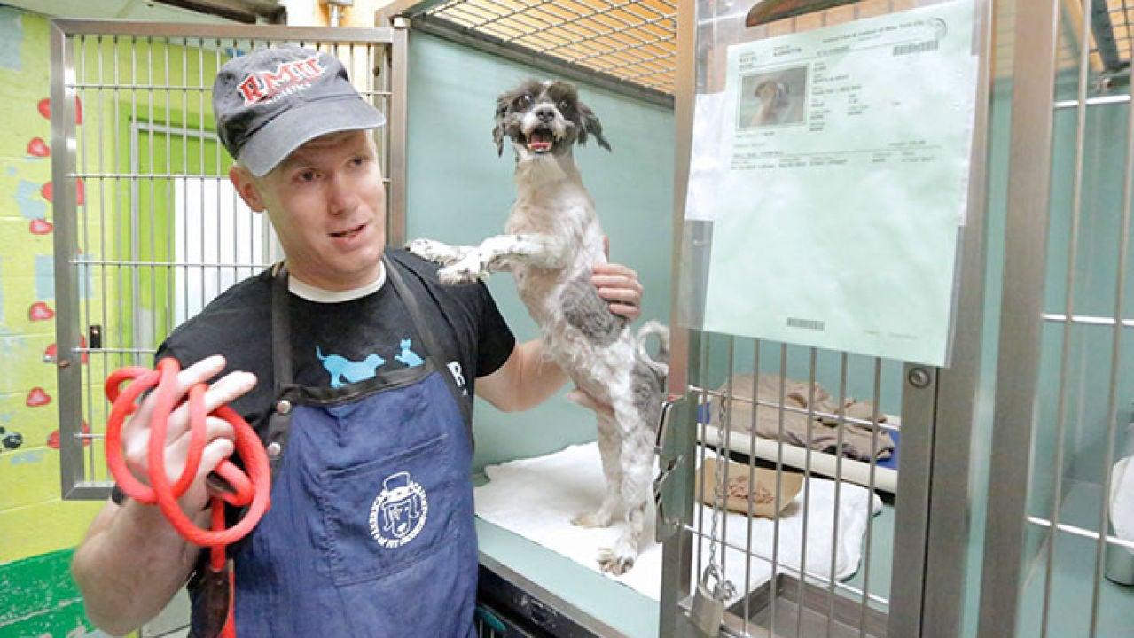Voluntariado en refugios de perros