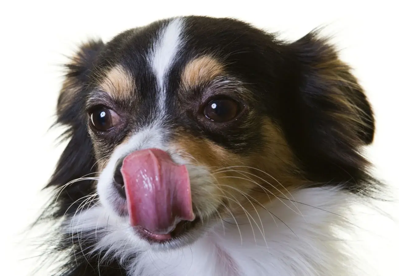 Anatomie de la langue du chien