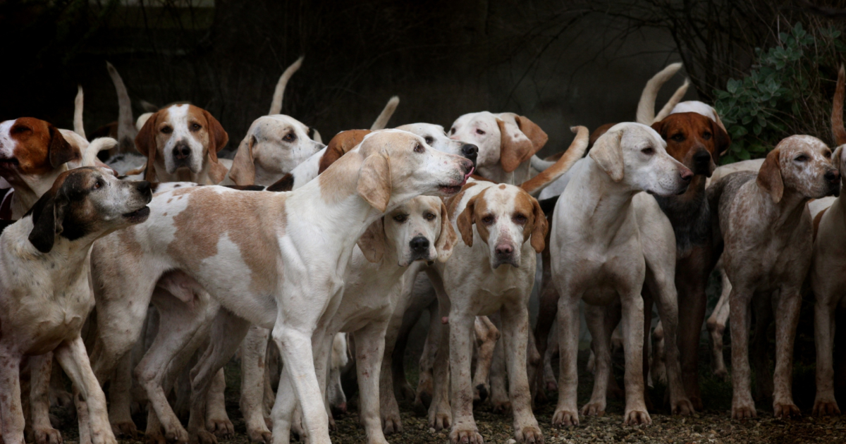 réponse à l'empoisonnement de chiens