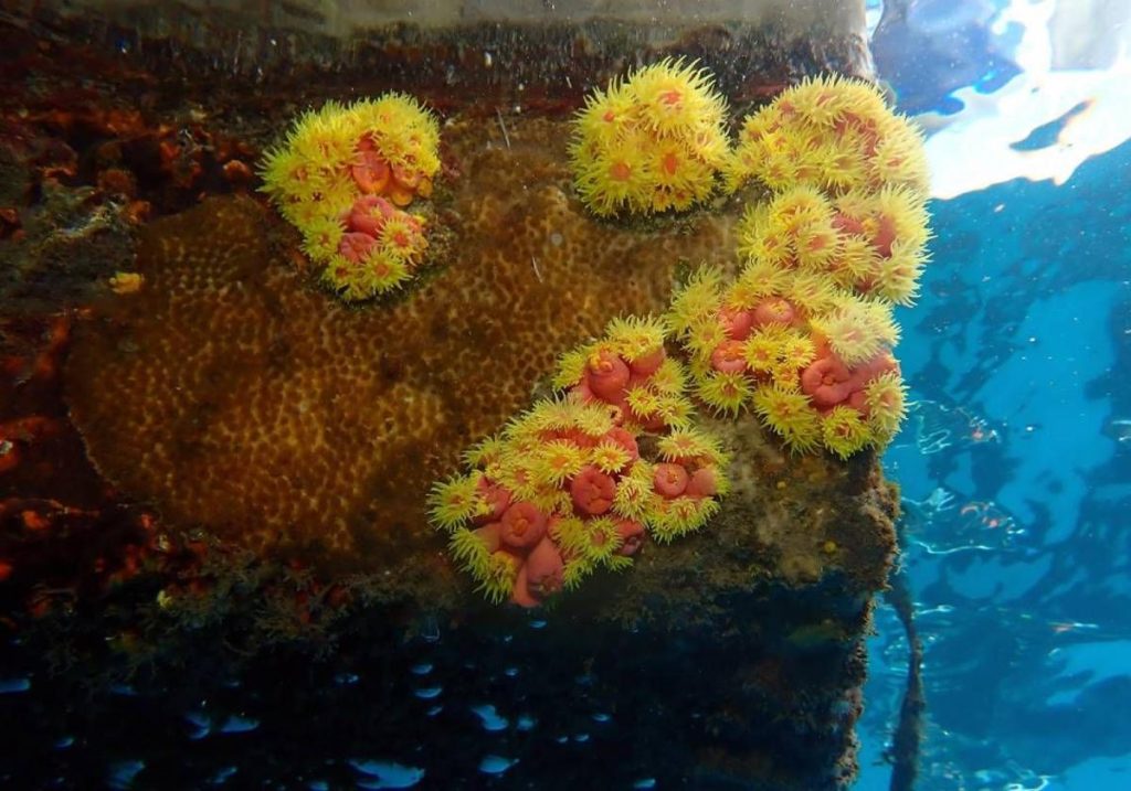 El coral invasor del Pacífico amenaza la biodiversidad de Canarias : un desafío ecológico urgente.