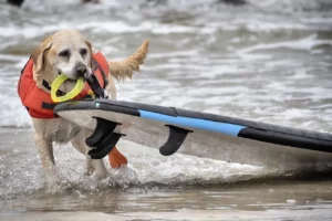 perros surfistas-0