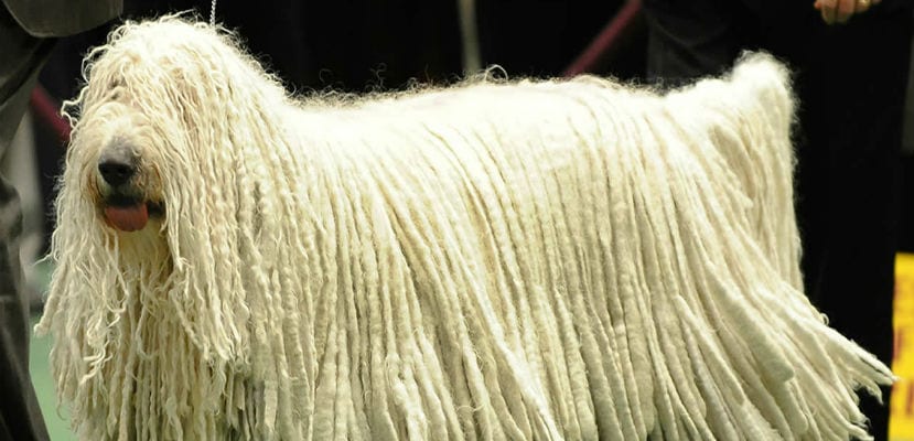 Komondor - plare.