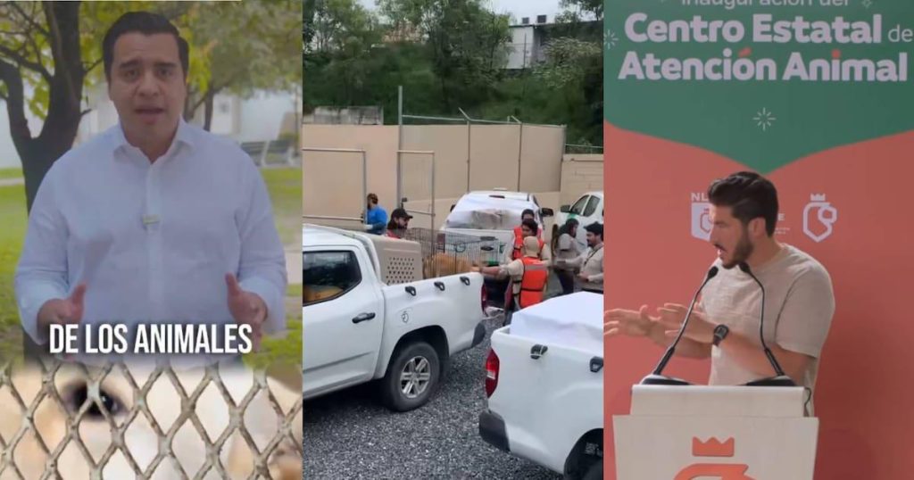 Santa Catarina garantit la sécurité de 70 chiots retrouvés vivants et bien protégés