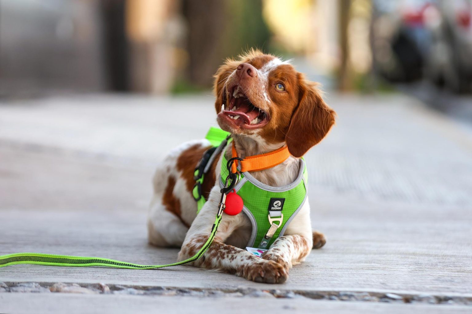 Manchas, le chien détecteur de fuites qui transforme le secteur de la détection au Mexique