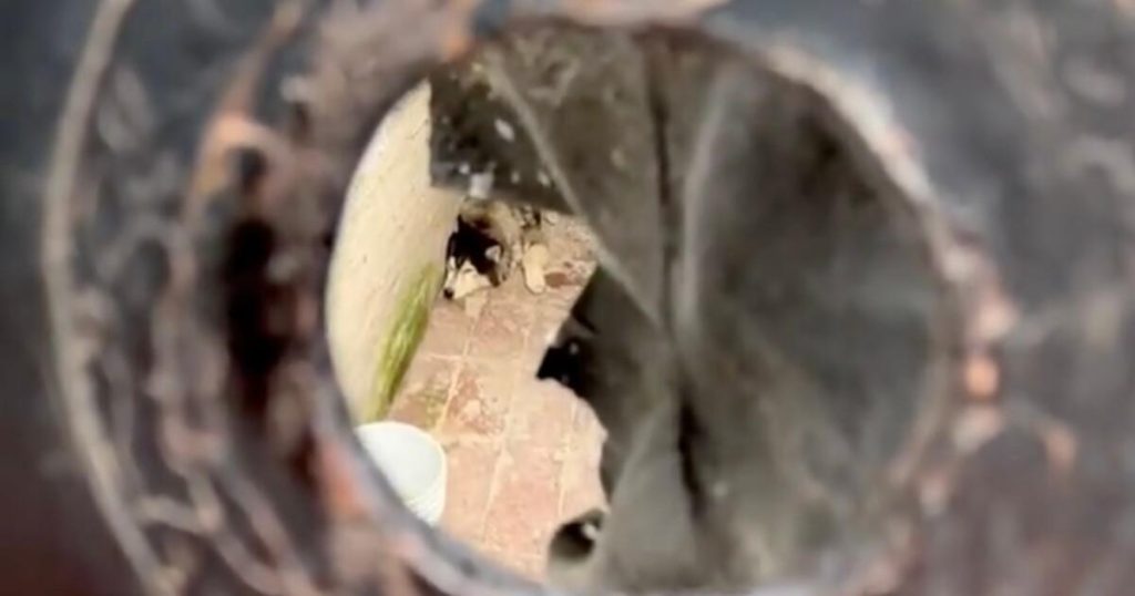 Journalistes controversés après le sauvetage d’un husky à CDMX : l’éthique en question