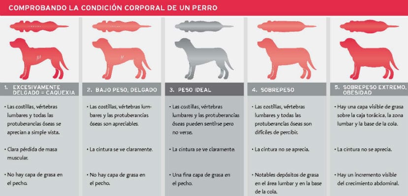 Peso - plare.
