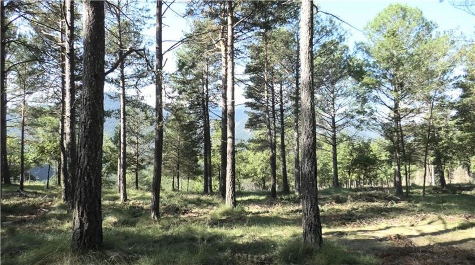 Texwoods transforme la biomasse forestière en tissus écologiques innovants pour un avenir durable