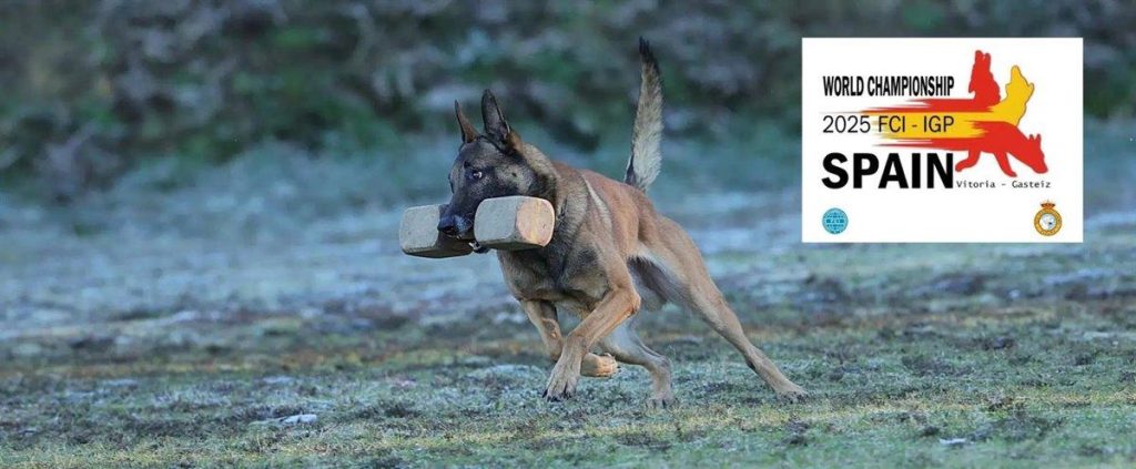 Un spectacle canin fascinant pour lancer le mondial FCI-IGP à Vitoria-Gasteiz