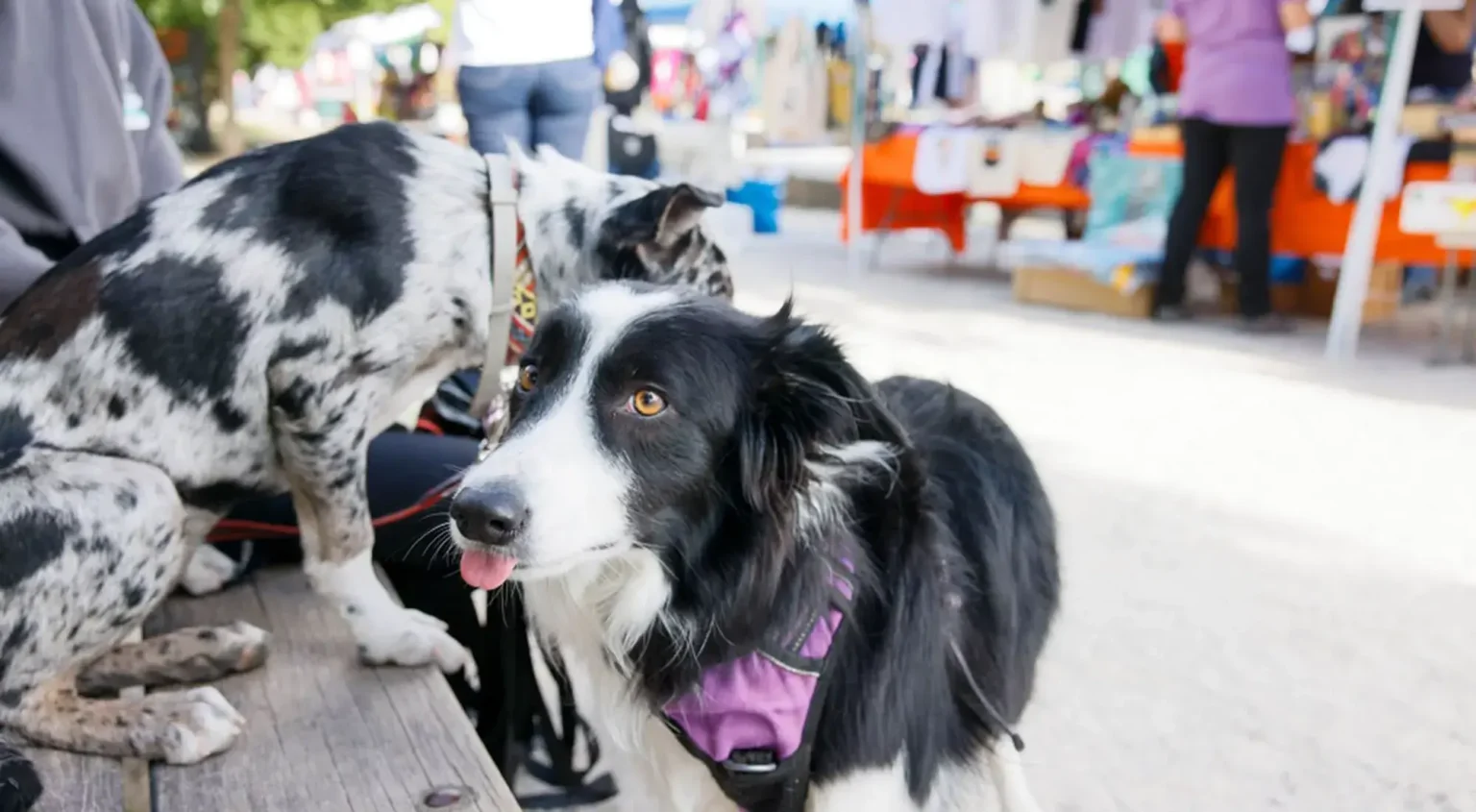 Voici un titre SEO accrocheur :
« Tout ce qu’il faut savoir pour réussir votre projet »