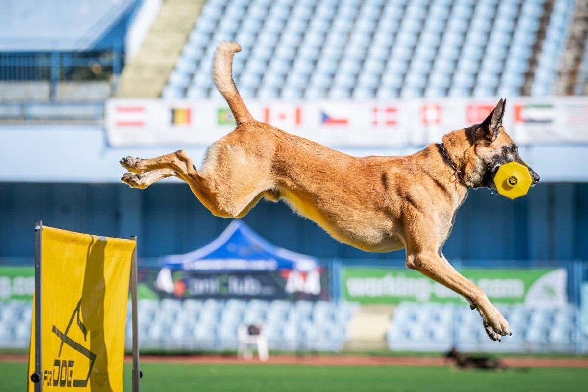 campeonato mundial de adiestramiento canino en Gasteiz 1 - plare.