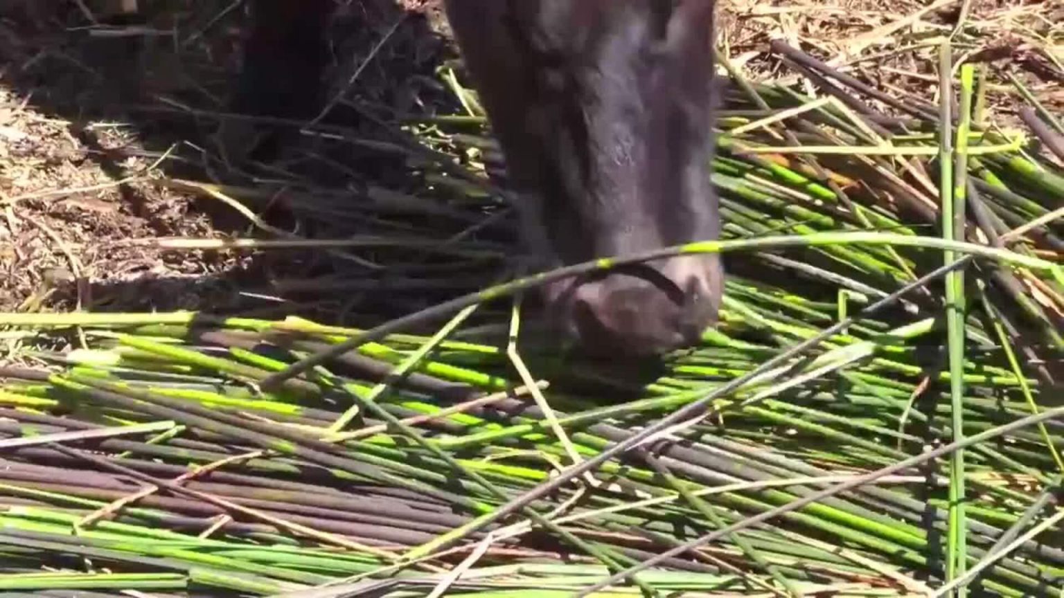 Cohana, le lac mineur et les enjeux cruciaux d’une décennie décisive pour l’environnement