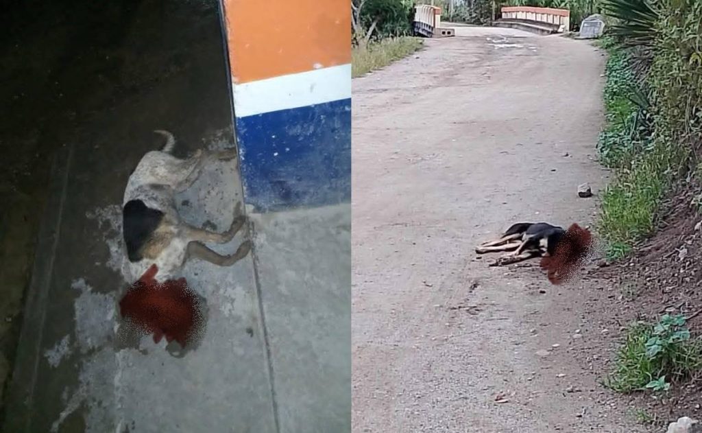 Envenenements de chiens à Mitla, Oaxaca : alertes croissantes et réaction des autorités locales