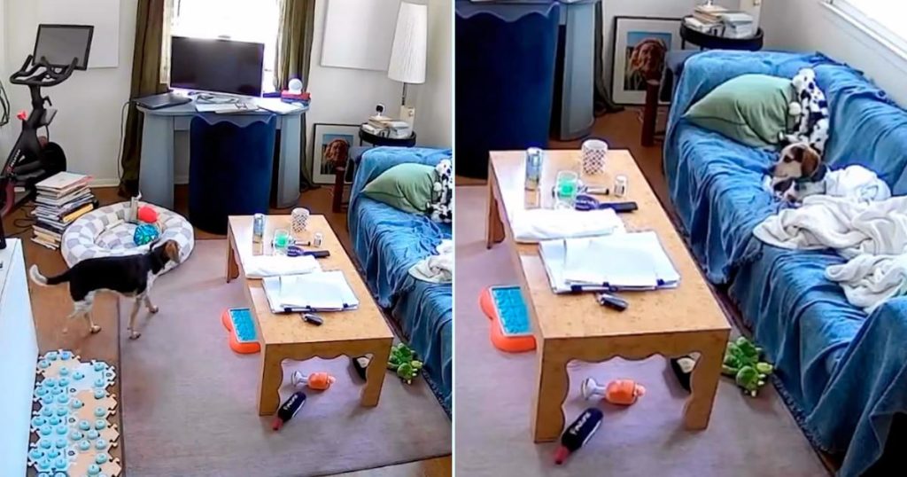 Un beagle charmant qui demande des chansons à Alexa avec un tableau de boutons interactif