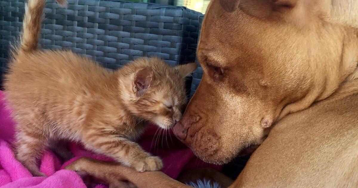 Un chien et un chat adoptés cohabitent