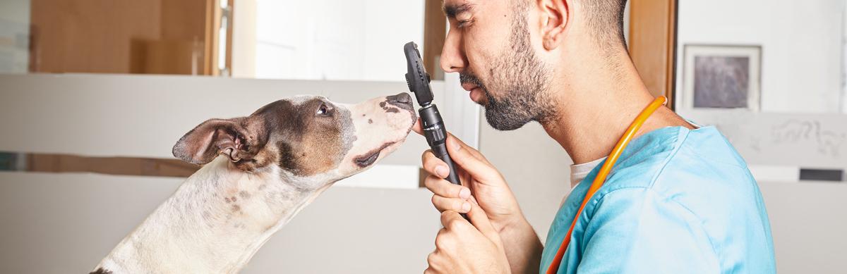 Diarrea chez les chiots causes et traitement