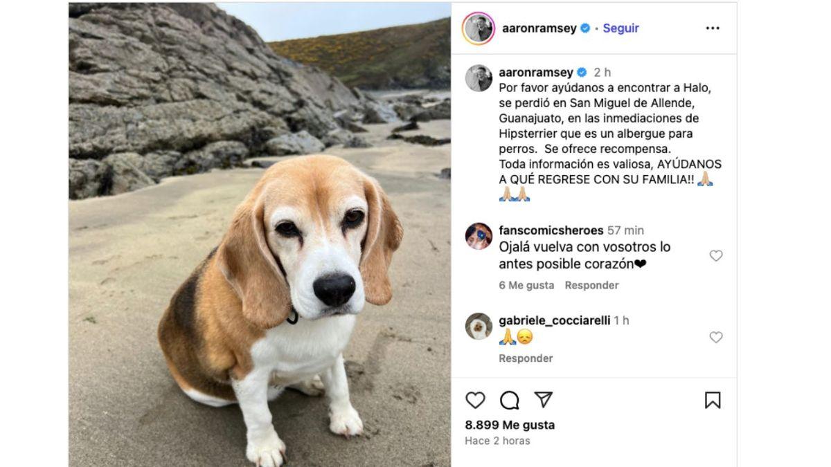 Perro de Aaron Ramsey perdido en San Miguel de Allende