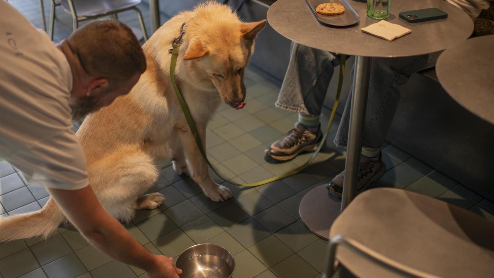 Restaurants et commerces dog friendly