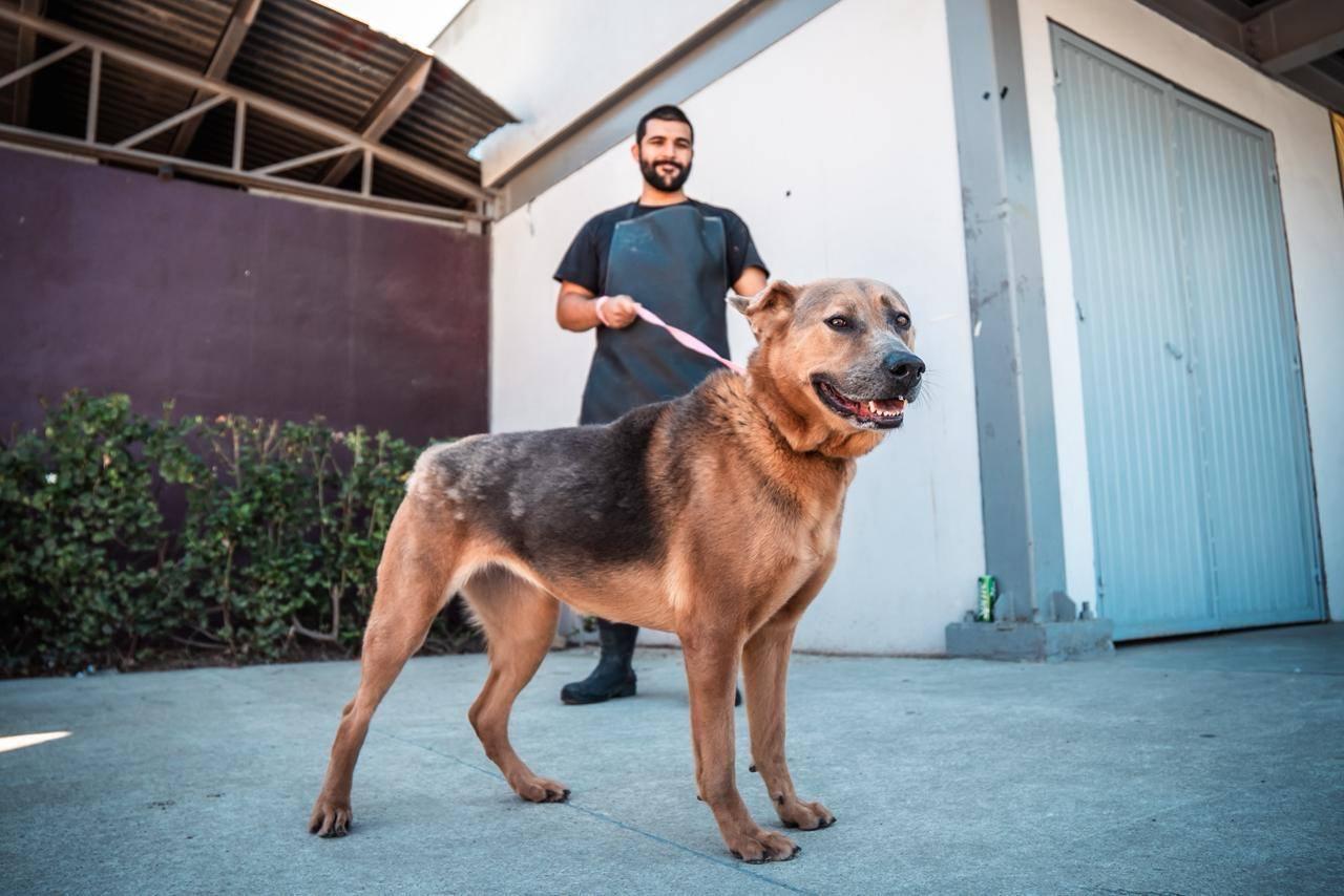 Centre de Contrôle Animal de Tijuana