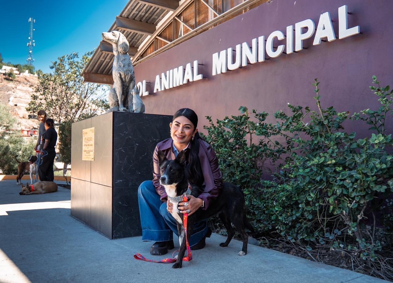 Adoption responsable en Tijuana