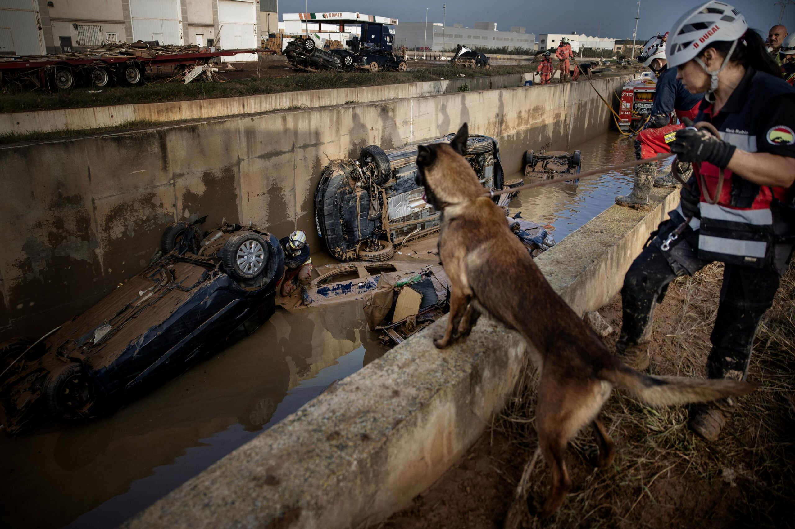 Opération de sauvetage de chiens