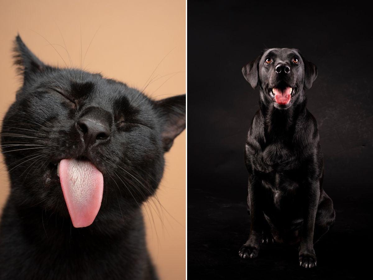 Dénonciations et sanctions pour maltraitance animale à Halloween