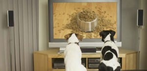 Perros viendo la televisión.