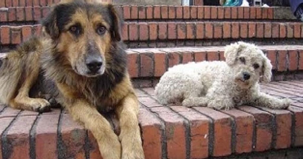 Arrestation d’un homme pour envenimentation de chiens errants à Mérida : un acte choquant à la Central de Abastos