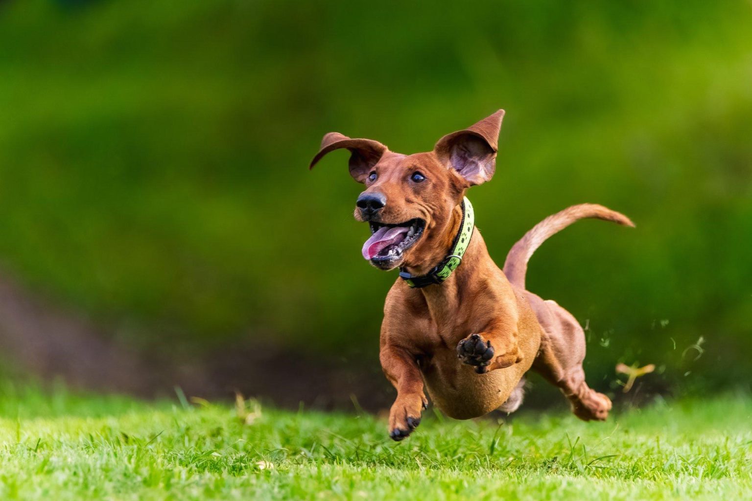 Course internationale de chiens saucisse à Munich : récit et informations essentielles à ne pas manquer