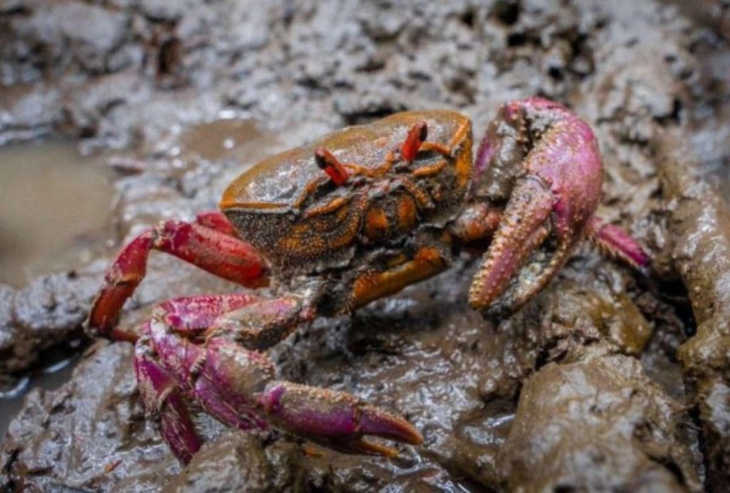 Ecuador interdit l’exportation de cangrejos : un impact économique et environnemental majeur