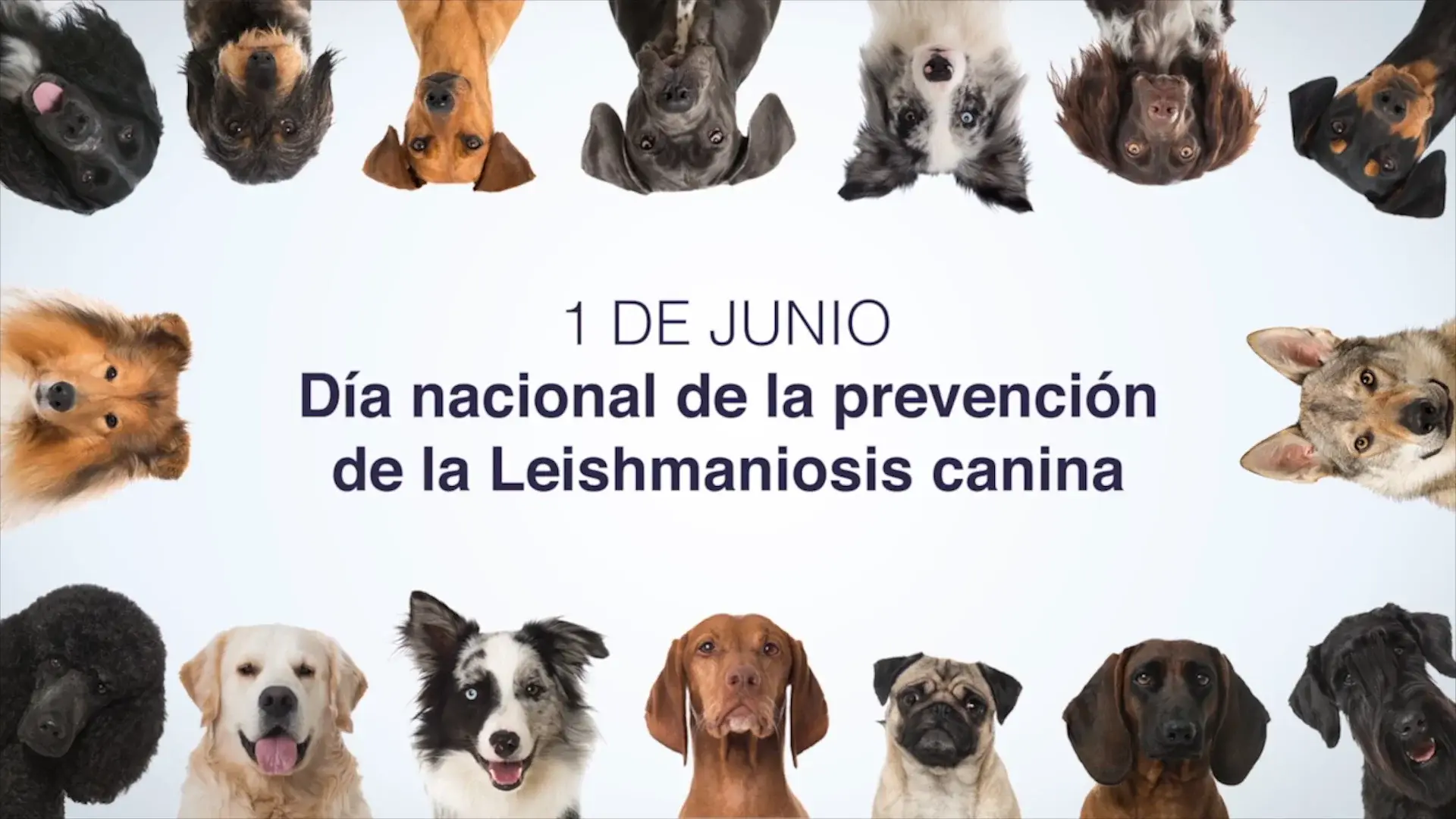 Prévention de la leishmaniose canine