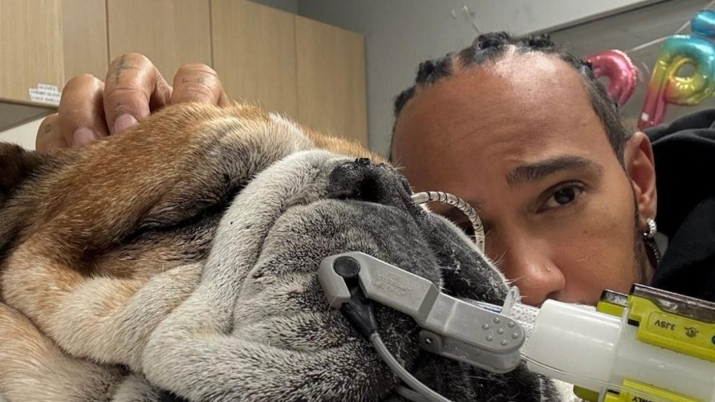 Lewis Hamilton fait ses adieux émouvants à son fidèle compagnon Roscoe : un moment poignant pour un champion mondial