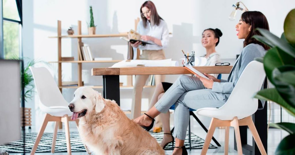 « Les meilleurs espaces dog friendly en Espagne : règles, lieux et ressources essentielles »