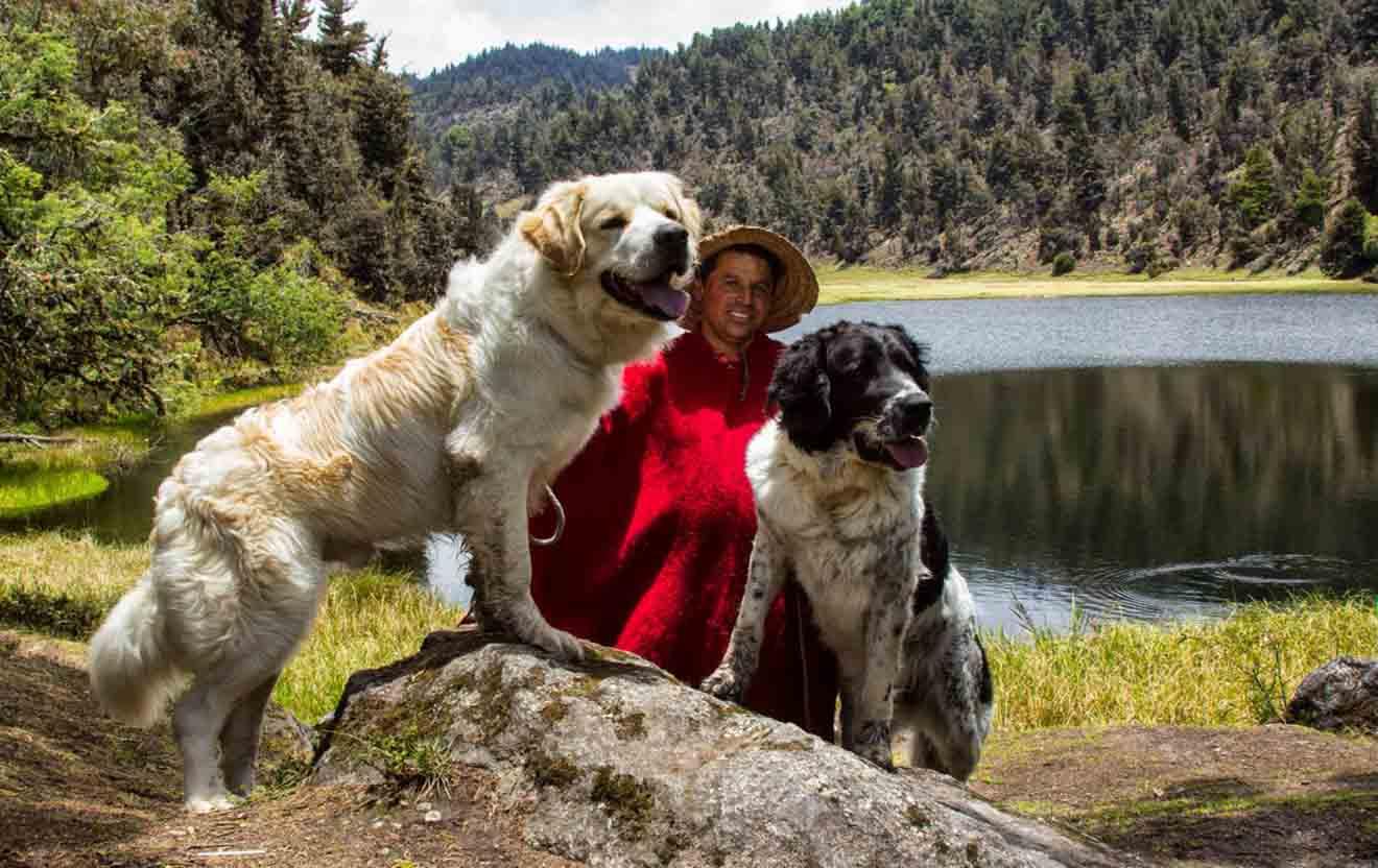 Perros Mucuchíes près du reconnaissance internationale Perros Mucuchíes près du reconnaissance internationale