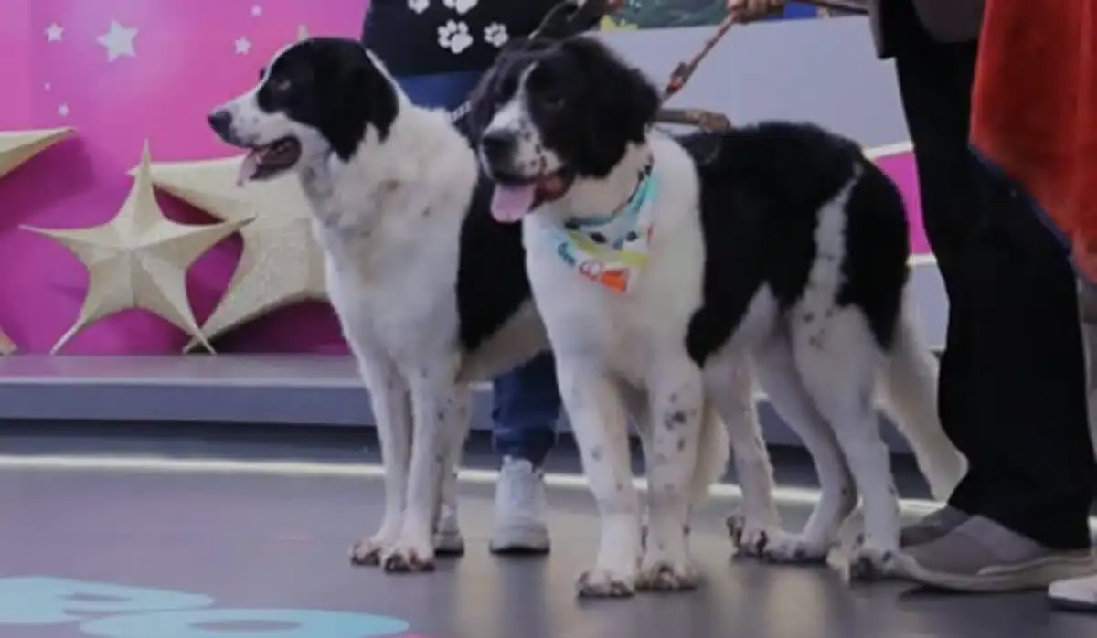 Race Mucuchíes en cours de reconnaissance Race Mucuchíes en cours de reconnaissance