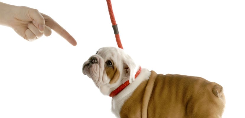 « Comprendre la psychologie canine : guide pratique et complet pour élever votre compagnon »